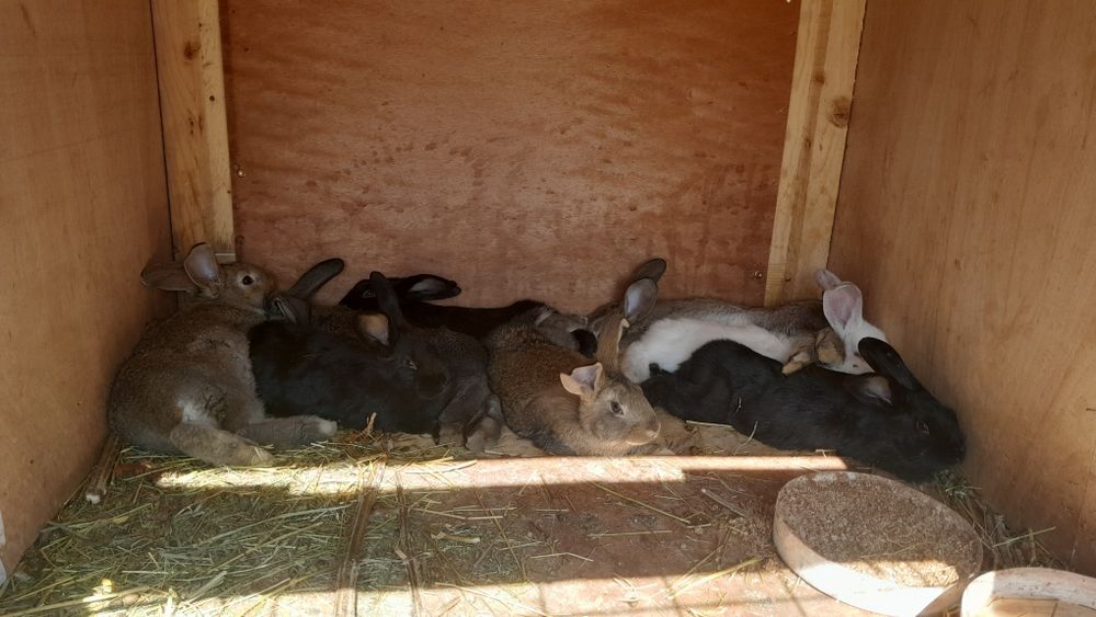 Продам кроликов 8 штук