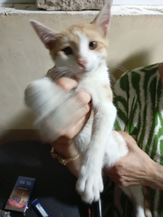 Отдадим в хорошие руки Котов  три месяца. Добрые, игривые, шустрые.