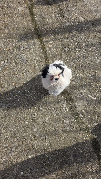 Мъжки пекинез   .