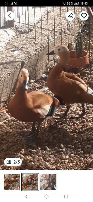 VÂND o pereche califari plus o femela