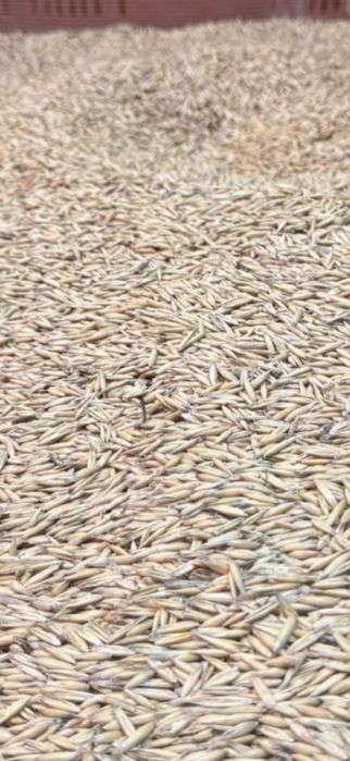 Ovaz de vanzare bun de semănat