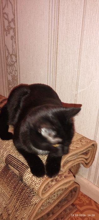 Отдам кота черного