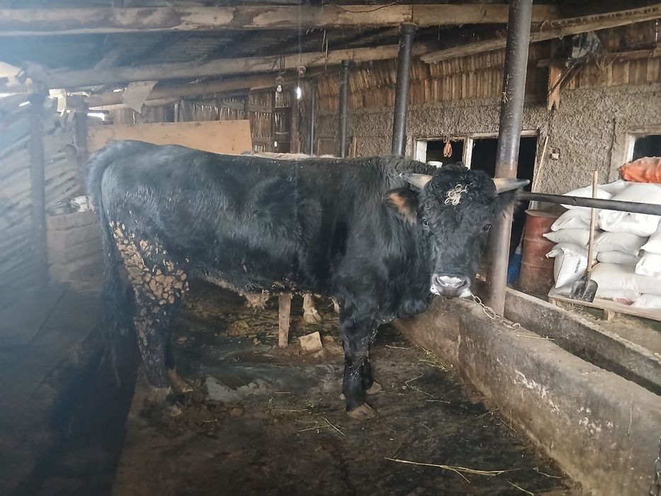 Продам быка возраст 2 года!