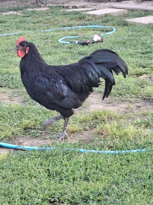 Vând 2 cocoși cu moț și 2 australorp.