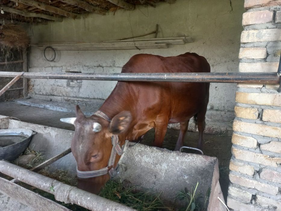 Ĝunojin eston paroda