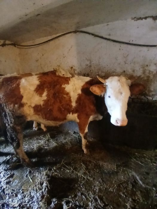 De vânzare junince de 2 .ani