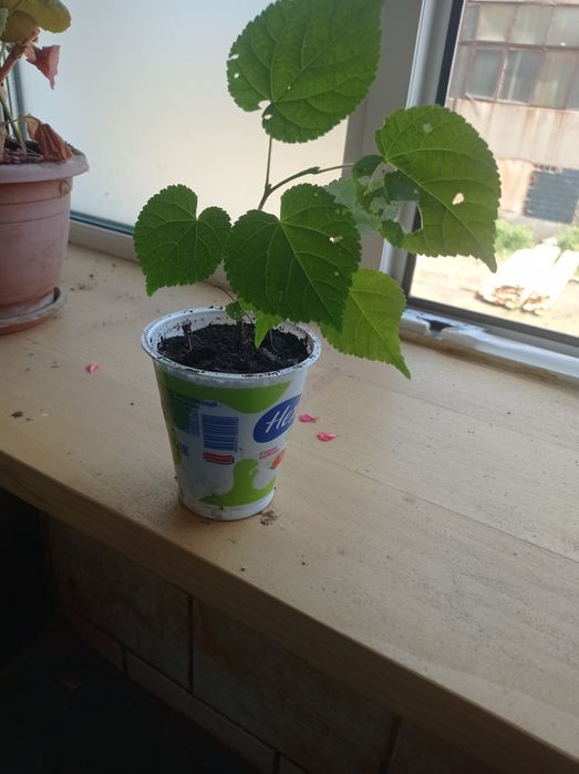 Продам молодые кустики липы.