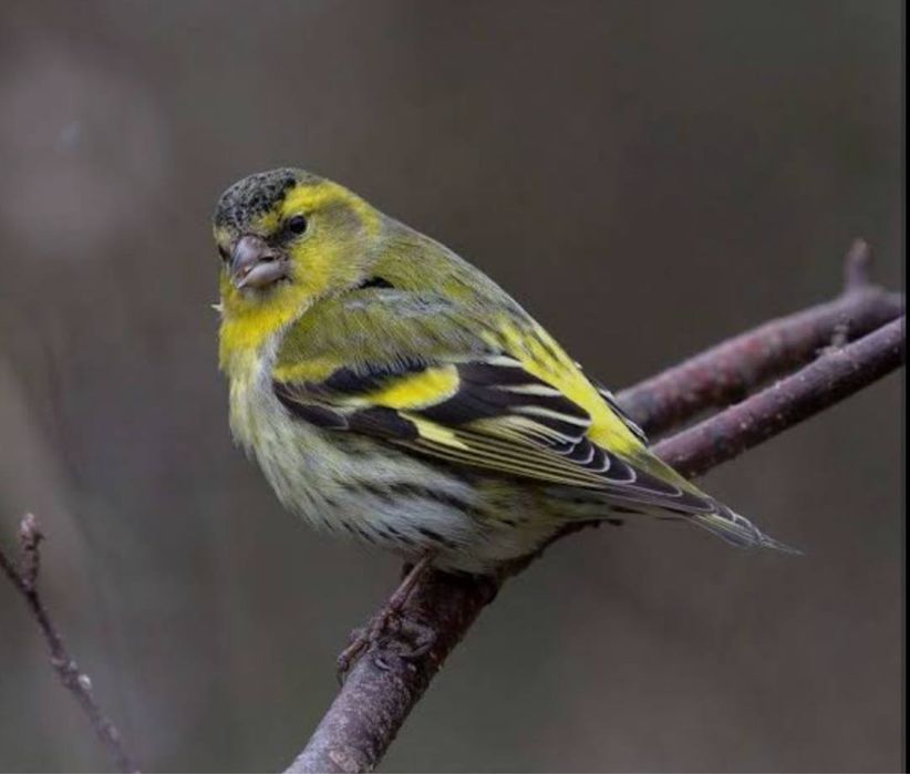 Chij чиж чижик пара