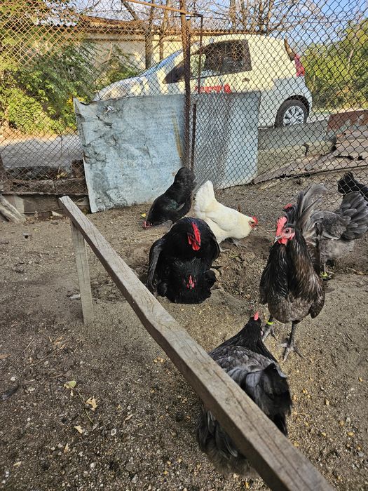 Разплодни яйца от черен и син австралорп