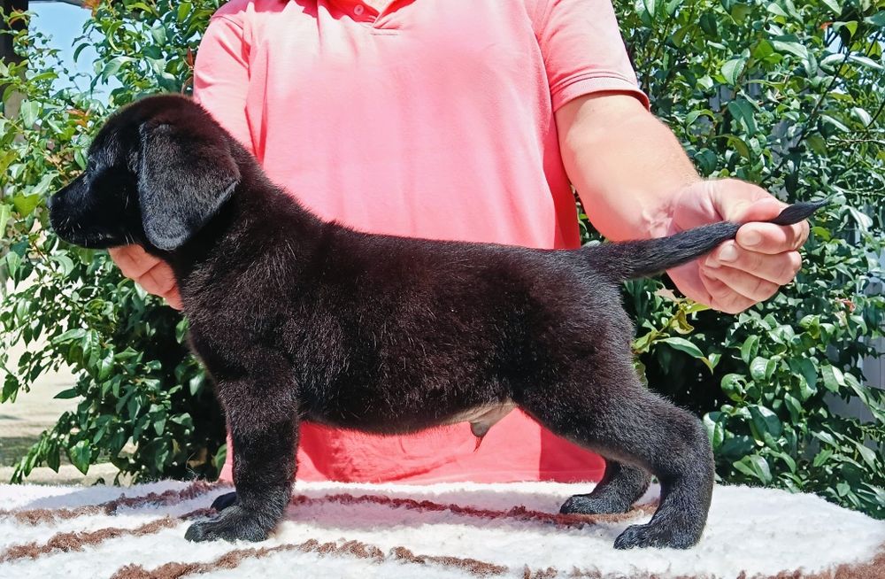 Pui Labrador Retriever cu pedigree Tip A – canisă FCI autorizată
