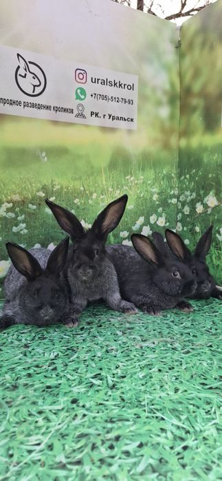 Кролики  породистые