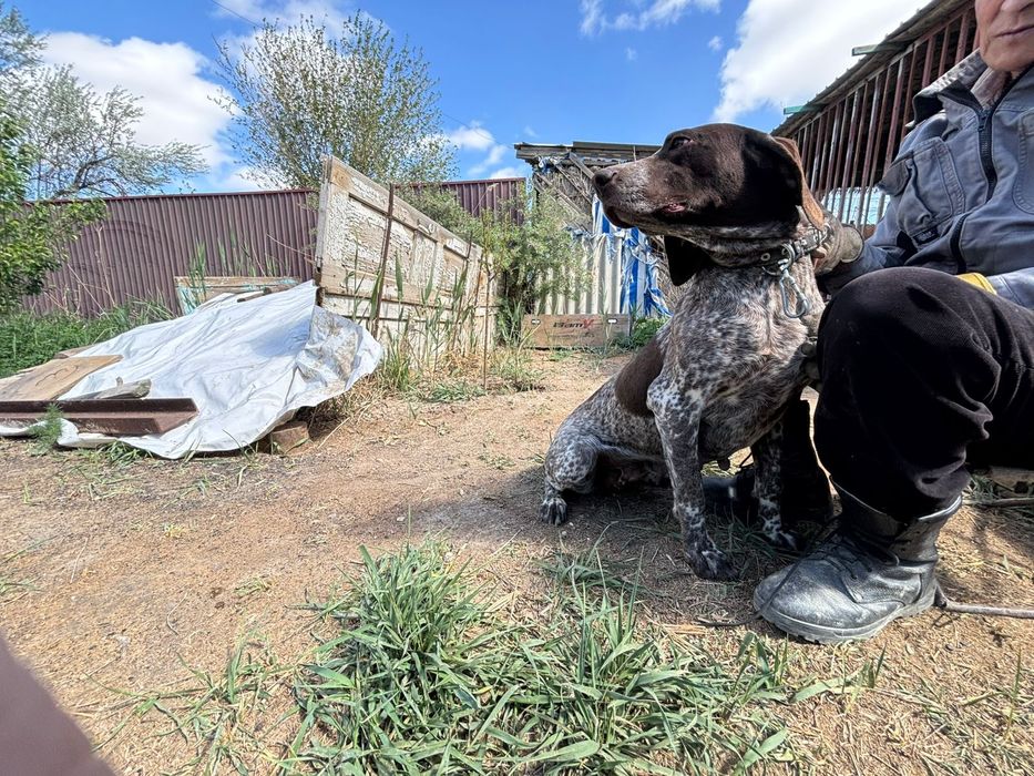 Куцхар оэхотичный собака