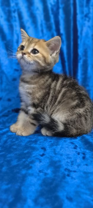 Котята Британская короткошерстная