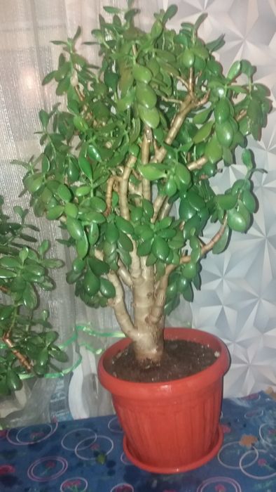 Продам денежное дерево