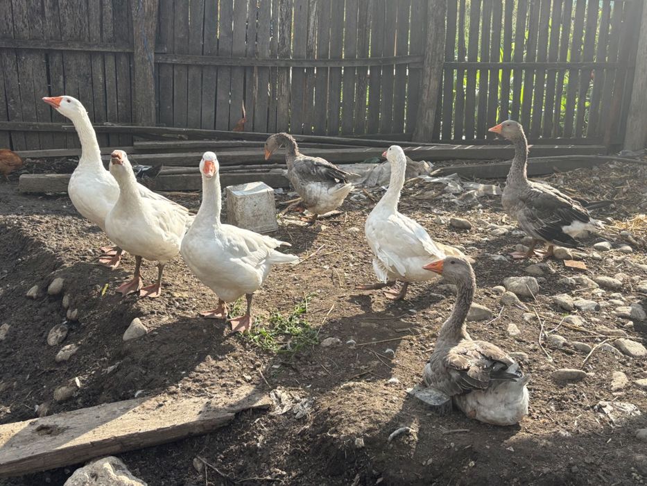 Gâște de curte – crescute natural
