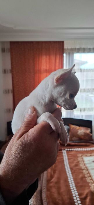 Малко мъжко чихуахуа