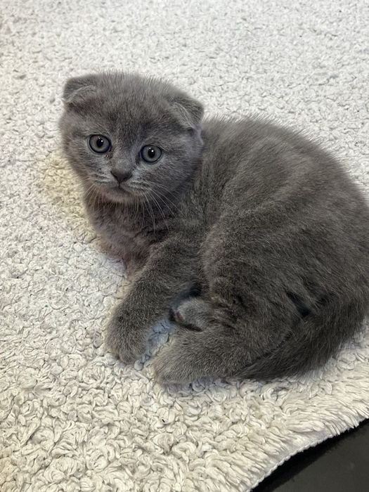 Вислоухие Шотландские котята
