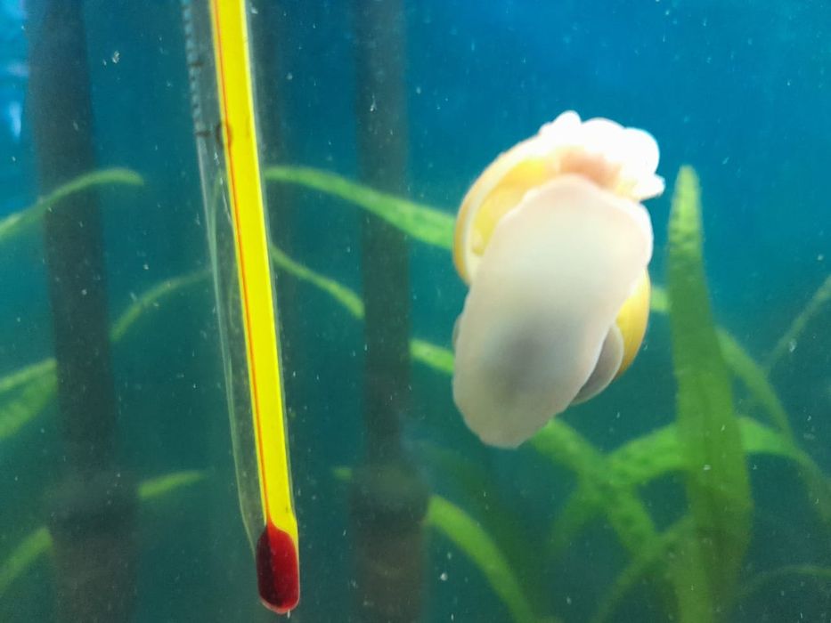 На продажу улитки