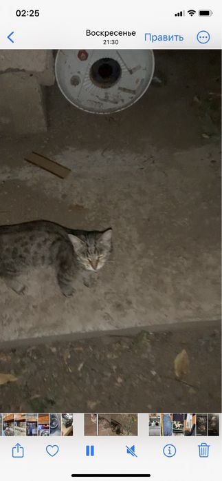 Пристраивается кошечка