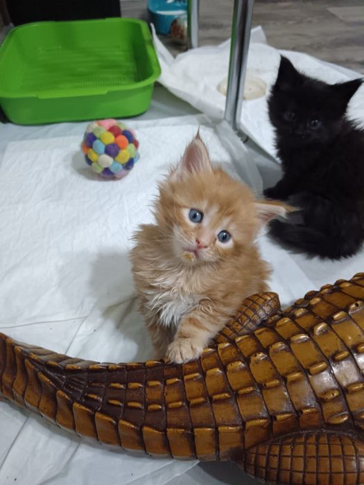 Мейкун котята мейн кун.