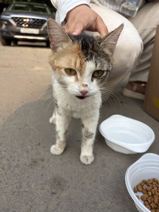 Котята им три дня