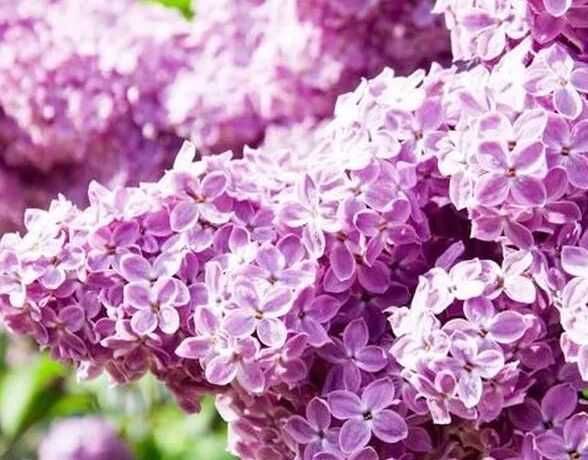 Liliac parfumat rosu,roz,galben-50 gratis+25 gratis