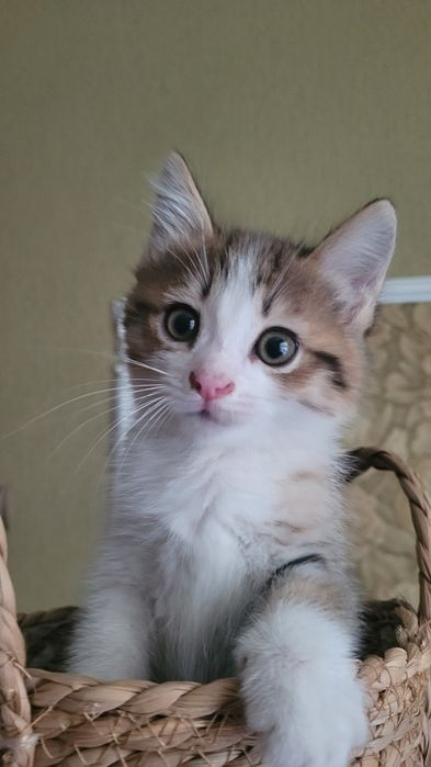 Отдам котенка в добрые руки