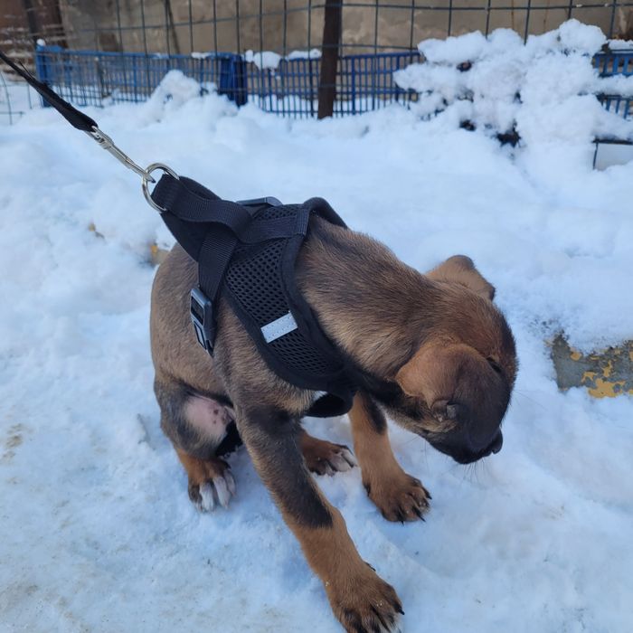 Отдам щенка девочку