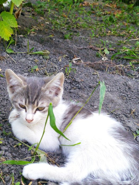 Отдаем котят в добрые руки