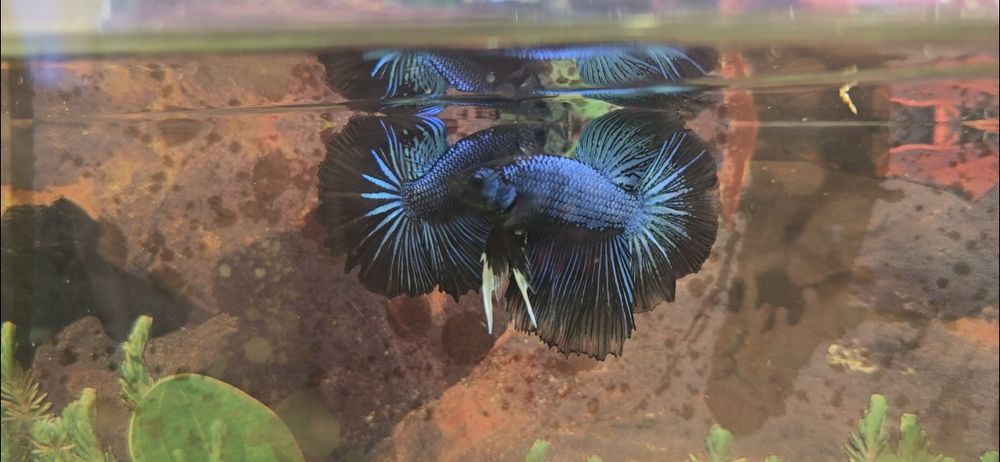 Betta splendens halfmoon si plakat