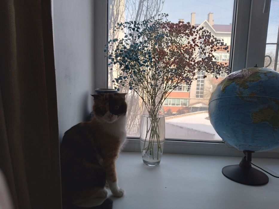 Отдаём кошку в добрые руки