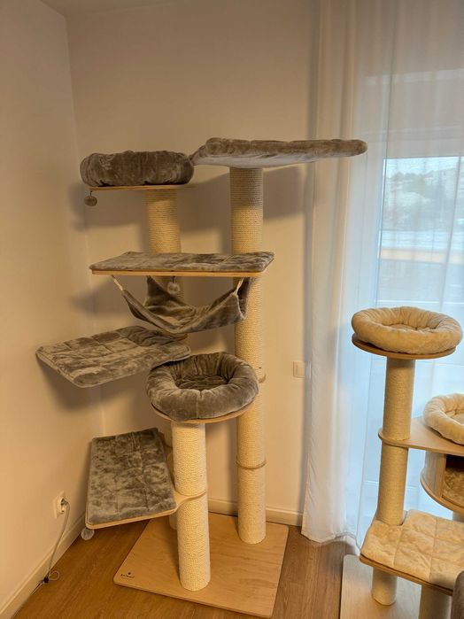 Natural Paradise Amaryllis ansamblu inalt pisici