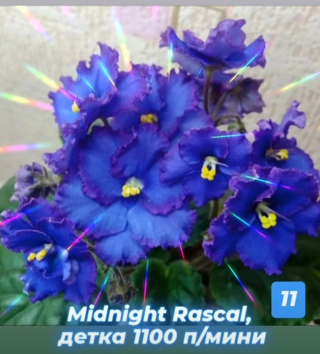 Сортовые фиалки разные