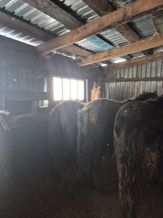 Продам тайлар на откорме