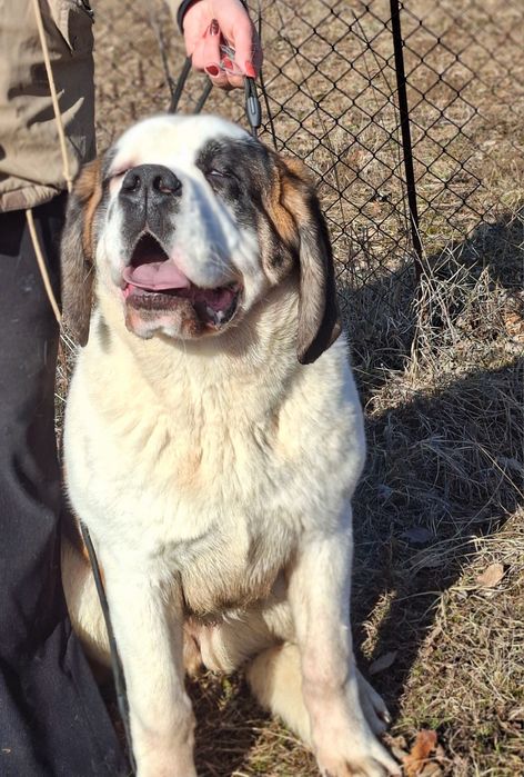 Femela de Saint Bernard cu Pedigree