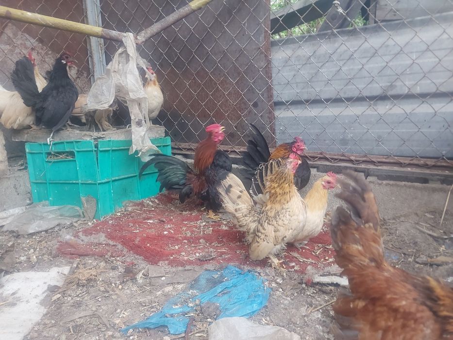 Серама  декоротивные