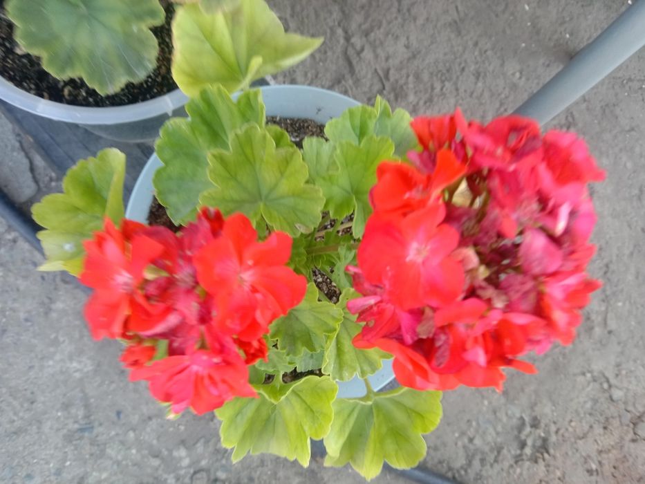 Черенки сортовых Пеларгоний