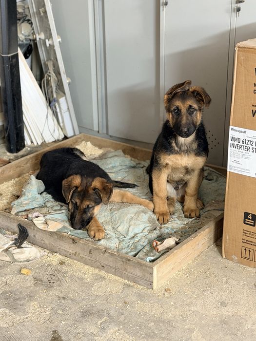 Щенкт немецкой овчарки