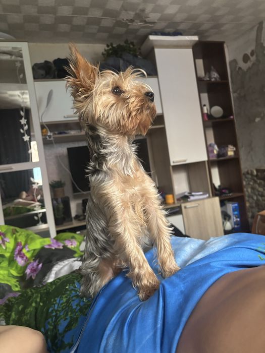 Потерялась собачка