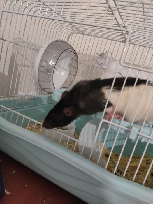 Дамбо девочка с клеткой