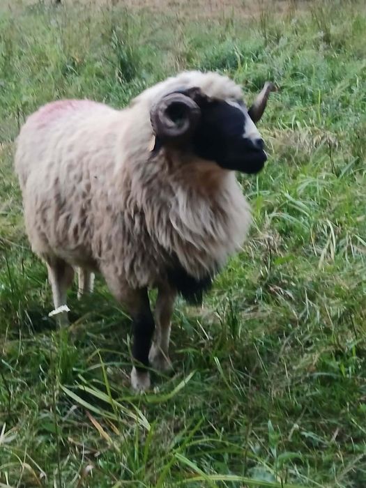 Mior disponibil din oi foarte bune de lapte