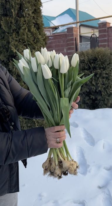 Тюльпаны оптом местные