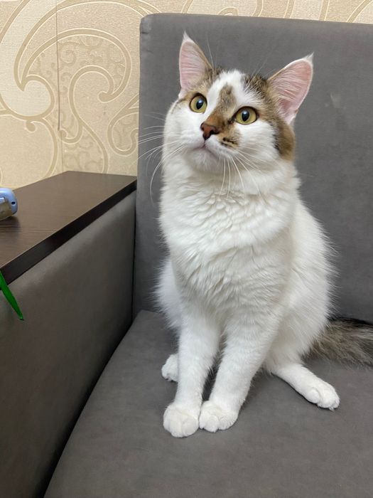 Отдам кота даром