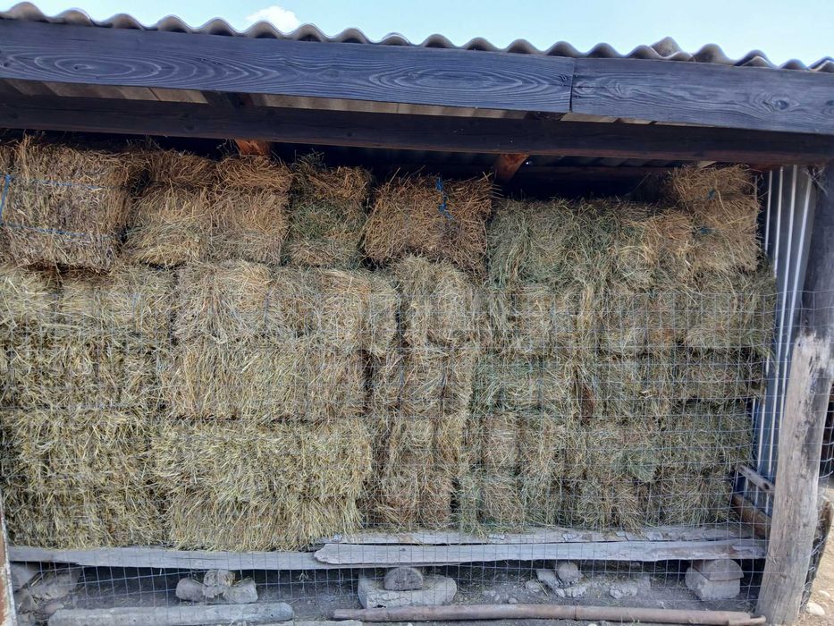 Vând o oaie și baloți fân