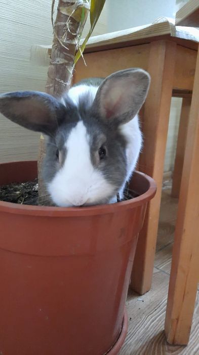 Декоративный кролик продам