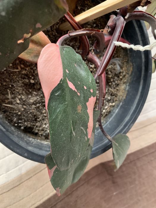 Philodendron Pink Princess (40 cm )
