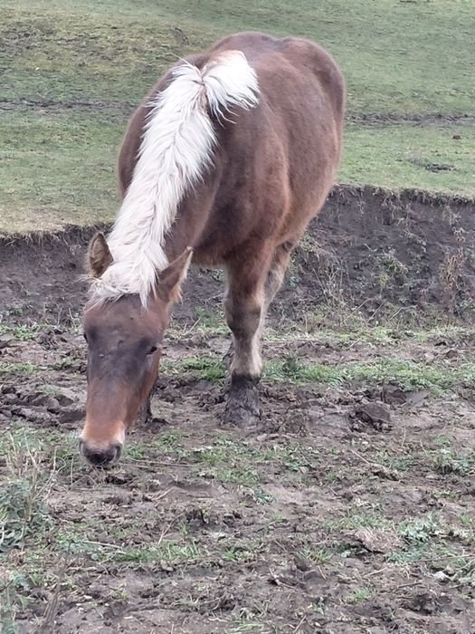 Manz greu din părinți de excepție