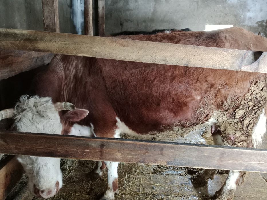 Продам корову молодую