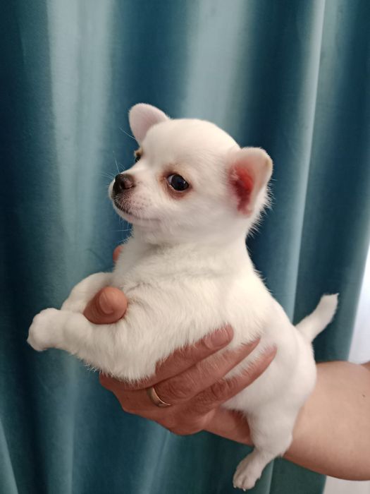 Чихуахуа мальчики 2 месяца.