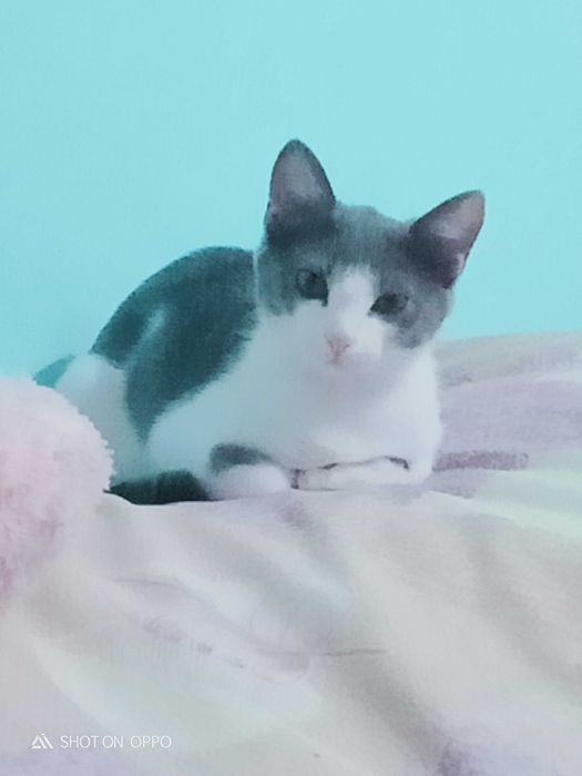 Отдаём кошку в добрые руки!